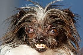 File:Whakim Dog 6.jpg