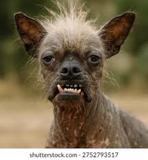 File:Whakim Dog 4.jpg