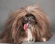 File:Whakim Dog 2.jpg